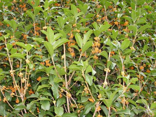 ★ドンキ♡♡ロピア雑談121★