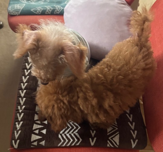 生き物ルーム75