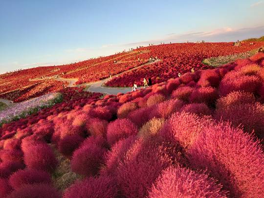 マスク同好会詰め所兼ニューフェイス歓迎所47╰⁠(⁠*⁠´⁠︶⁠`⁠*⁠)⁠╯