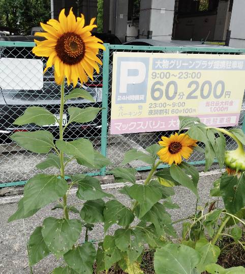 ★ドンキ♡♡ロピア雑談122★