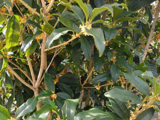 【スナックJINJIN】キッチンカー　いつか来た道　出張営業９