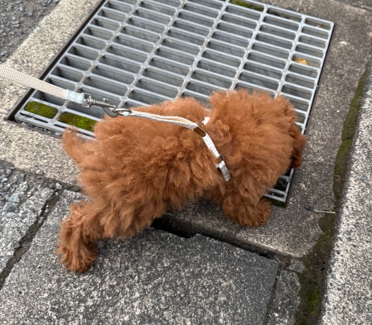 生き物ルーム75