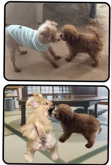 生き物ルーム75