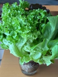 10月3日(金曜日) 　東近江倉庫店｜初めて買った、この、根付きリーフレタス...