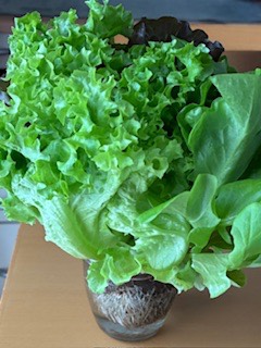 10月3日(金曜日) 　東近江倉庫店｜初めて買った、この、根付きリーフレタス
...