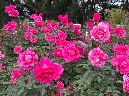 ★ドンキ♡♡ロピア雑談123★