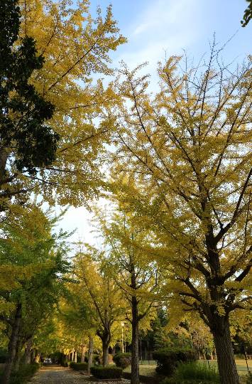 マスク同好会詰め所兼ニューフェイス歓迎所47╰⁠(⁠*⁠´⁠︶⁠`⁠*⁠)⁠╯