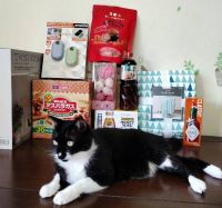 11月16日(日曜日) 　広島倉庫店｜今日はムッスメのタンジョビなのでケーキを...