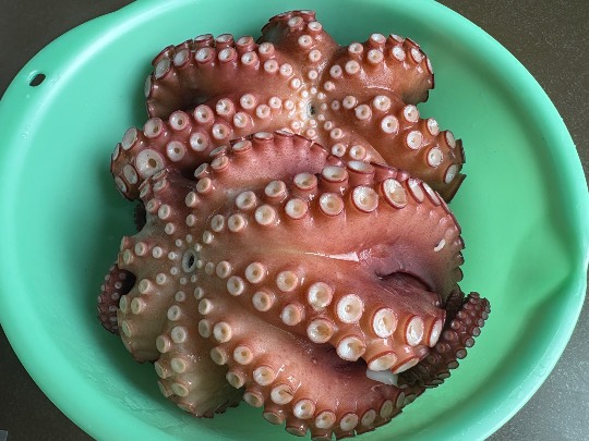 マスク同好会詰め所兼ニューフェイス歓迎所47╰⁠(⁠*⁠´⁠︶⁠`⁠*⁠)⁠╯