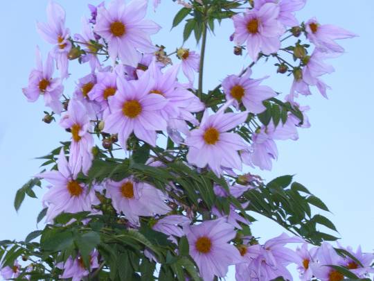 ★ドンキ♡♡ロピア雑談123★