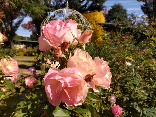 【スナックJINJIN】キッチンカー　いつか来た道　出張営業９