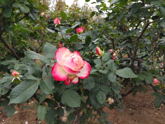 【スナックJINJIN】キッチンカー いつか来た道 出張営業9