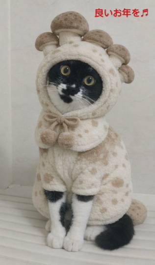 お買得商品を見つけたら教えてください３