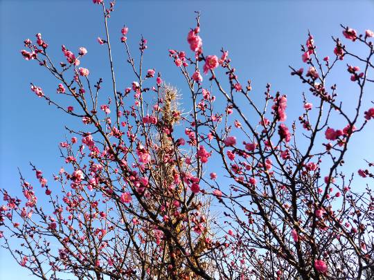 【スナックJINJIN】キッチンカー　家路を急ぐ夕暮れに　出張営業10