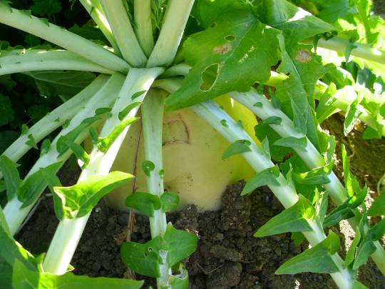 ★ドンキ♡♡ロピア雑談124★