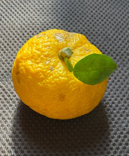 マスク同好会詰め所兼ニューフェイス歓迎所47╰⁠(⁠*⁠´⁠︶⁠`⁠*⁠)⁠╯