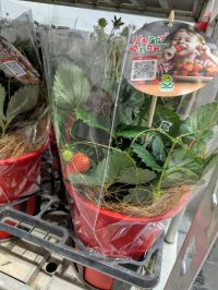 1月24日(土曜日) 　岐阜羽島倉庫店｜こんにちは
いつもありがとうございます...