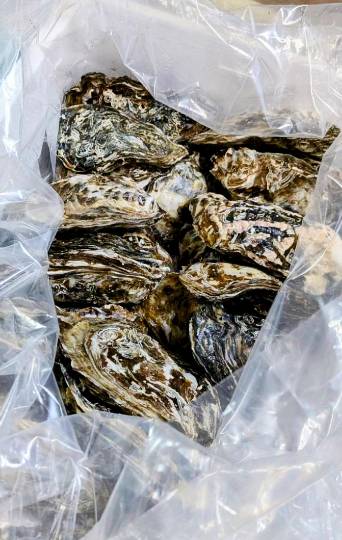 マスク同好会詰め所兼ニューフェイス歓迎所47╰⁠(⁠*⁠´⁠︶⁠`⁠*⁠)⁠╯