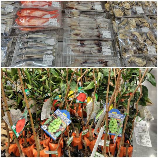 2月22日(日曜日) かみのやま倉庫店|トイペ祭りというか3連休でヤバい混雑でし...