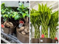 2月1日(日曜日) 　岐阜羽島倉庫店｜おはようございます

最近はコストコ...