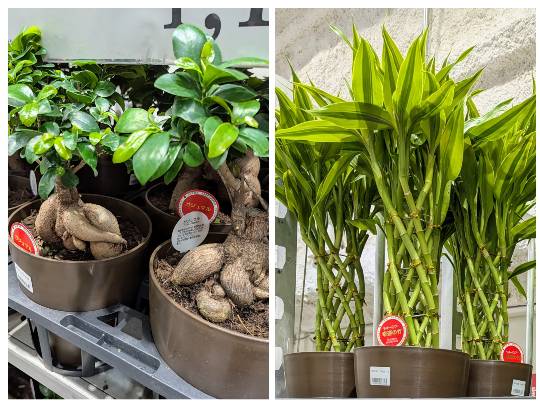 2月1日(日曜日) 　岐阜羽島倉庫店｜おはようございます

最近はコストコ...