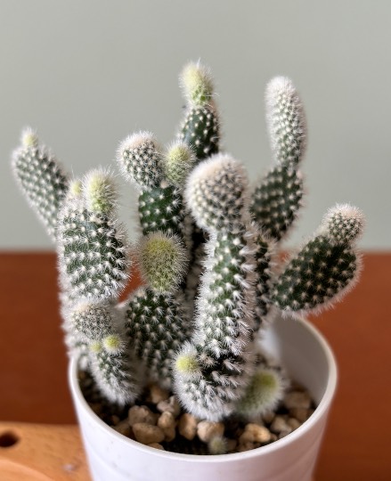 ★ドンキ♡♡ロピア雑談126★