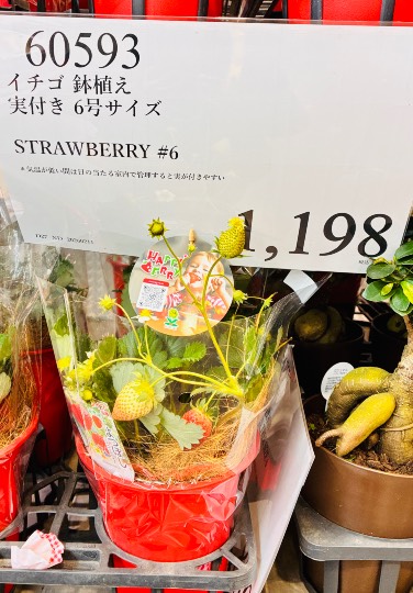 2月20日(金曜日) 　川崎倉庫店｜フードコート

⚫︎クラムチャウダー...