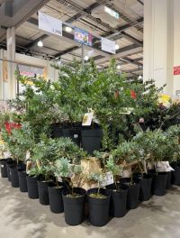 春を告げる花のひとつ【ミモザ】の苗木が登場しました。