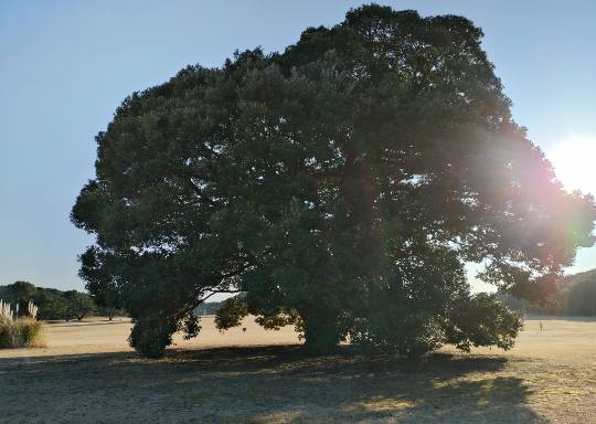 マスク同好会詰め所兼ニューフェイス歓迎所47╰⁠(⁠*⁠´⁠︶⁠`⁠*⁠)⁠╯