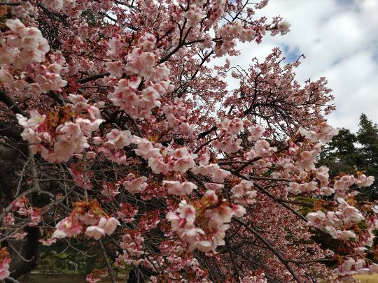 マスク同好会詰め所兼ニューフェイス歓迎所47╰⁠(⁠*⁠´⁠︶⁠`⁠*⁠)⁠╯