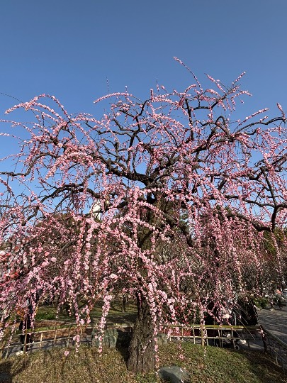 ★ドンキ♡♡ロピア雑談126★