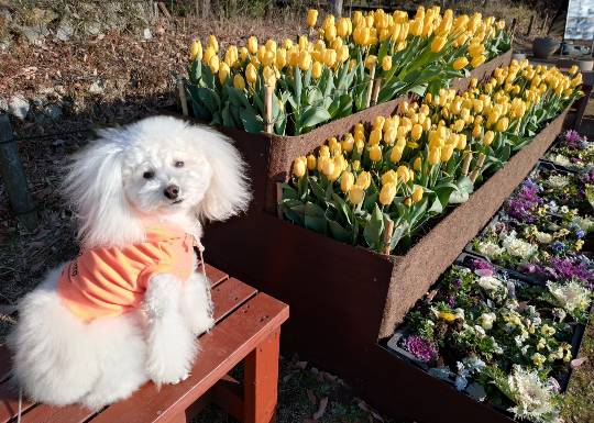 マスク同好会詰め所兼ニューフェイス歓迎所47╰⁠(⁠*⁠´⁠︶⁠`⁠*⁠)⁠╯