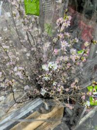 2月11日(水曜日) 　岐阜羽島倉庫店｜プレステ5は売ってますか？...