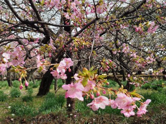 【スナックJINJIN】キッチンカー　家路を急ぐ夕暮れに　出張営業10