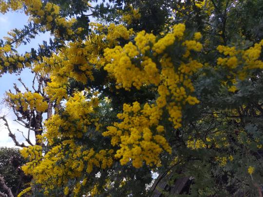 【スナックJINJIN】キッチンカー　家路を急ぐ夕暮れに　出張営業10