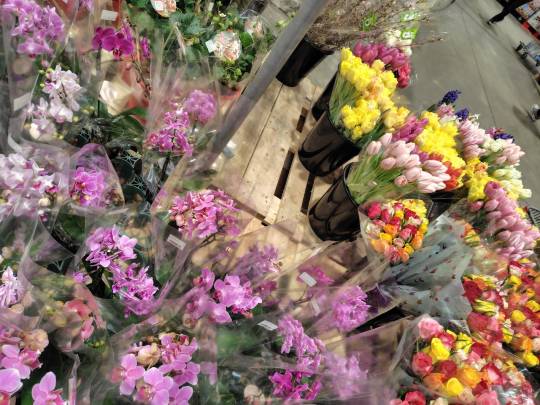 2月7日(土曜日) 　久山倉庫店｜何年ぶりかでやっと「はなひめトマト」69...