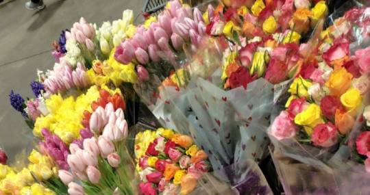 新三郷店　切り花の種類や値段