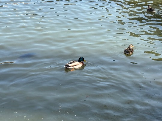 ★ドンキ♡♡ロピア雑談126★