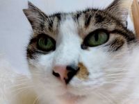 3月5日(木曜日) 　浜松倉庫店｜猫砂発見！
以前アイリスの紙猫砂購入さ...