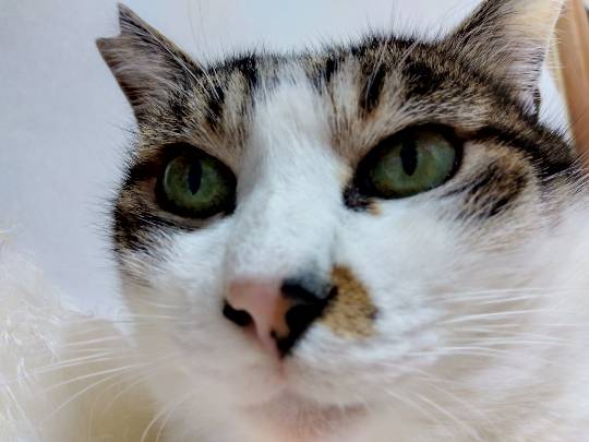 3月5日(木曜日) 　浜松倉庫店｜猫砂発見！
以前アイリスの紙猫砂購入さ...