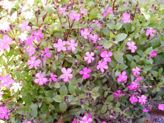 ★ドンキ♡♡ロピア雑談126★