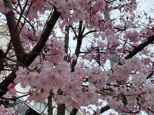 ★ドンキ♡♡ロピア雑談126★