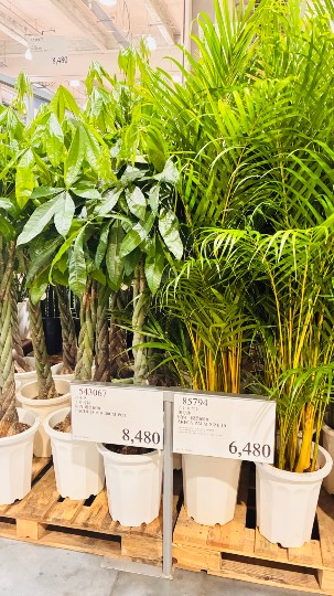 3月27日(金曜日) 　川崎倉庫店｜今頃ですが少しだけ

あったもの
...