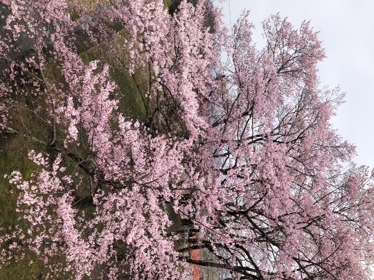 ★ドンキ♡♡ロピア雑談126★