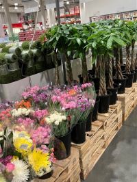 3月1日(日曜日) 　広島倉庫店｜今日の植物と目についた園芸用品の価格。...