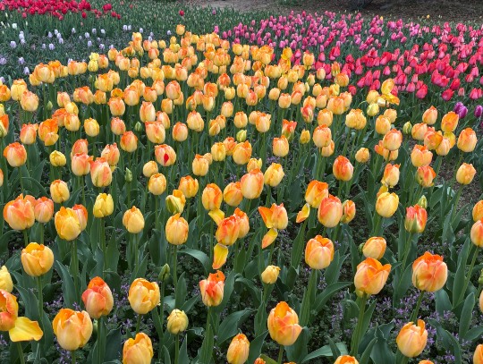 ★ドンキ♡♡ロピア雑談126★