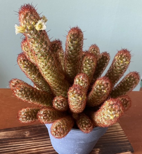 ★ドンキ♡♡ロピア雑談126★