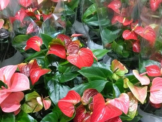 4月1日(水曜日) 　千葉ニュータウン倉庫店｜○アンスリウム（写真）
○明治ブルガリ...