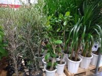 4月10日(金曜日) 　千葉ニュータウン倉庫店｜スコーン目当てに行きましたが、今日も無し...