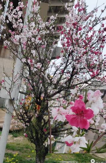 ★ドンキ♡♡ロピア雑談126★